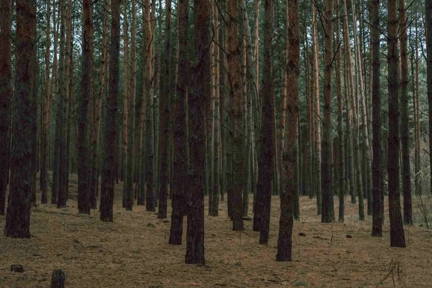 Vagamon Pine Plantation